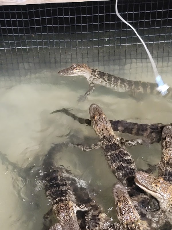 Congo River Golf & Exploration Altamonte Springs photo 1