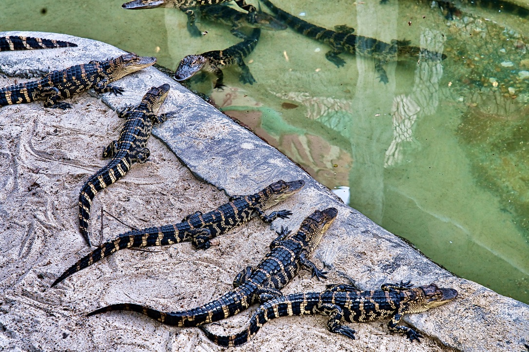 Congo River Golf & Exploration Port Richey photo 1