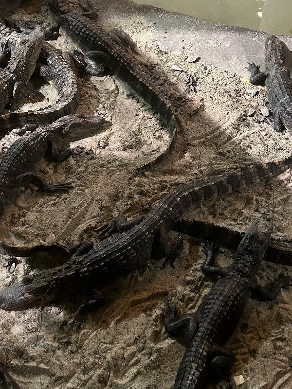 Congo River Golf & Exploration Port Richey photo 2